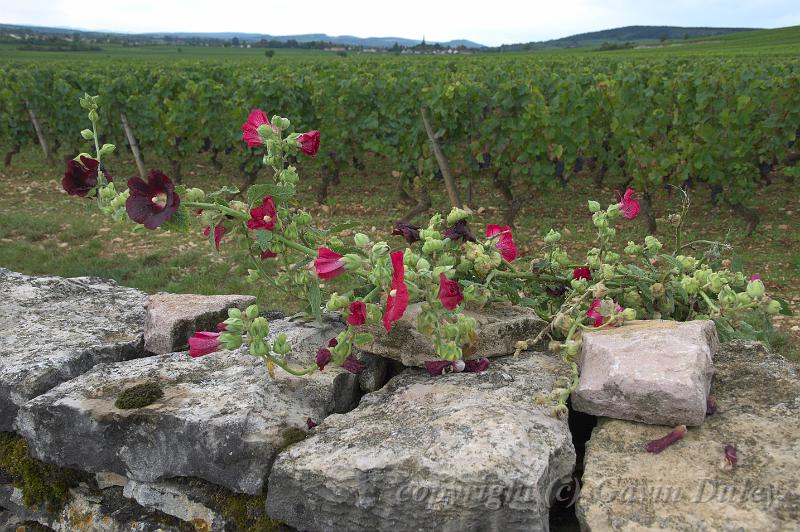 Vineyards near Volnay IMGP1811.jpg